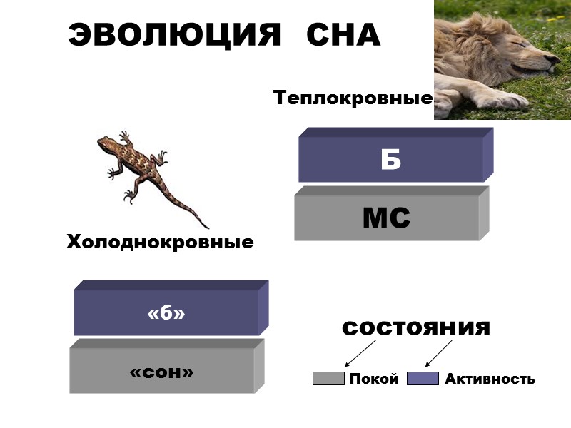 ЭВОЛЮЦИЯ  СНА Б «сон» состояния Холоднокровные  Теплокровные МС «б» Покой Активность